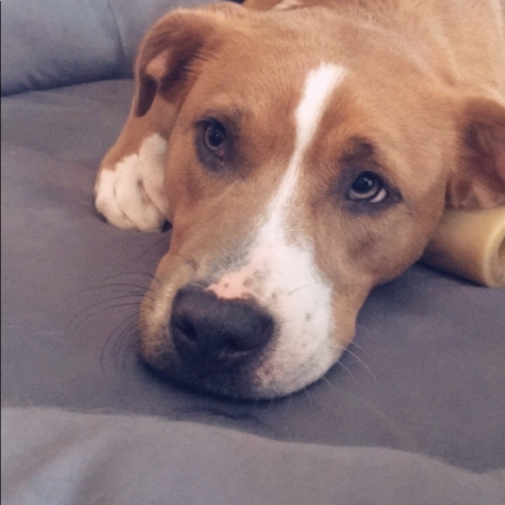 Meet your Posher, Maddie